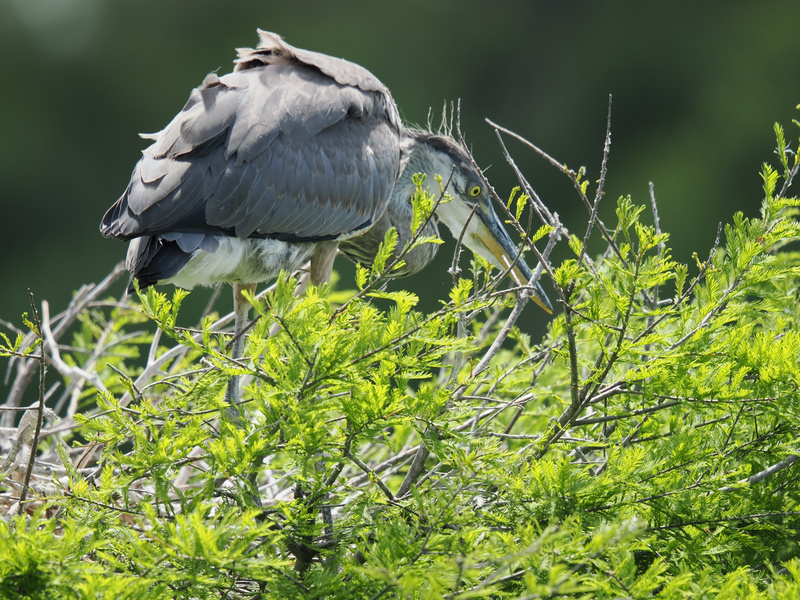 Caught in the act! This great blue heron is mastering the art of home renovation—one twig at a time. Nature’s DIY expert knows how to nest in style. Caught in the act! This great blue heron is mastering the art of home renovation—one twig at a time. Nature’s DIY expert knows how to nest in style.