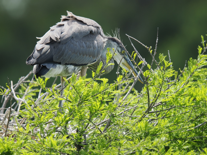 Consider this the heron’s home makeover show—nest edition! Watch as this picky architect selects only the finest twigs for a cozy treetop palace. Consider this the heron’s home makeover show—nest edition! Watch as this picky architect selects only the finest twigs for a cozy treetop palace.