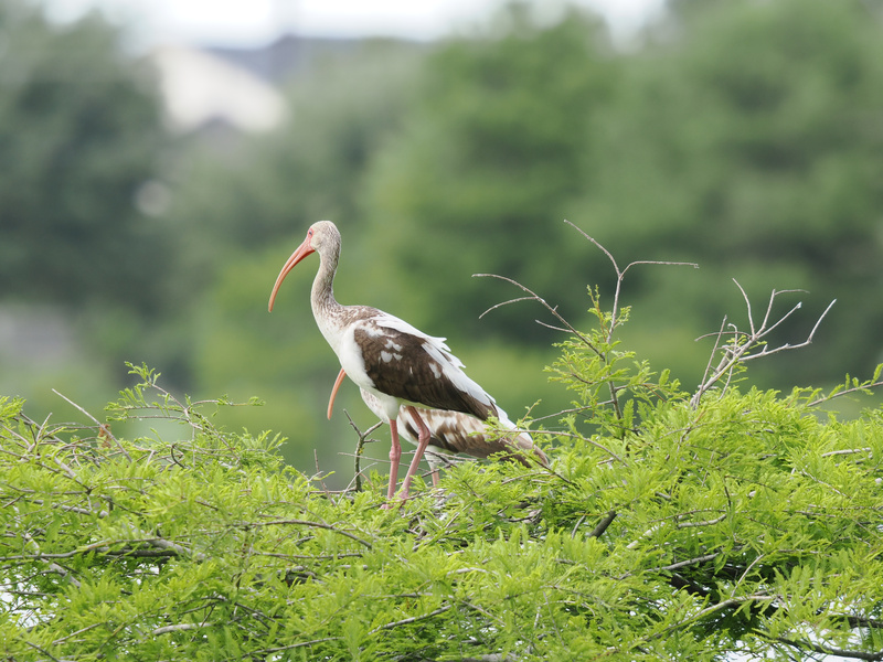 Spotted: A white ibis owning its natural runway. Strutting through the treetops, this bird turns every branch into a front-row seat for the latest in feathered fashion. Spotted: A white ibis owning its natural runway. Strutting through the treetops, this bird turns every branch into a front-row seat for the latest in feathered fashion.