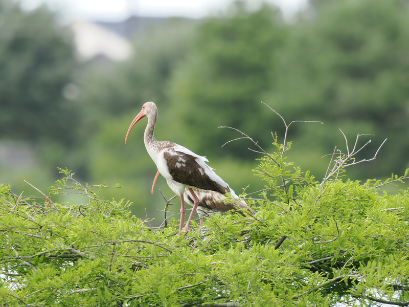 When you’ve got legs this long, every branch is a runway. The white ibis proves that birdwatching is always in vogue. When you’ve got legs this long, every branch is a runway. The white ibis proves that birdwatching is always in vogue.
