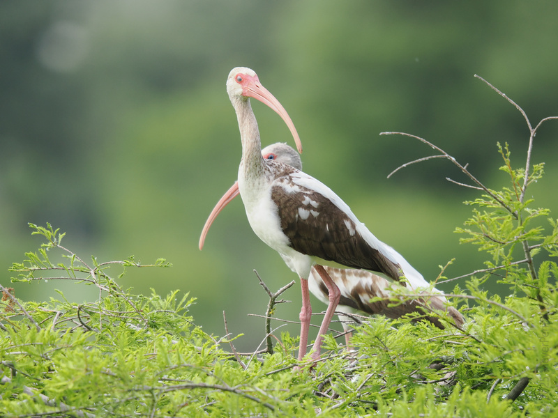 When you’re as striking as a White Ibis, blending in is not an option. Nature’s runway model knows how to work those long legs and that iconic beak! When you’re as striking as a White Ibis, blending in is not an option. Nature’s runway model knows how to work those long legs and that iconic beak!