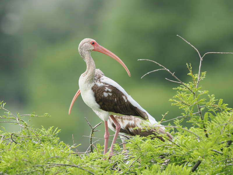 Ready for my close-up! This white ibis masters the art of balance—standing tall, looking sharp, and always finding the greenest spot in the room. Ready for my close-up! This white ibis masters the art of balance—standing tall, looking sharp, and always finding the greenest spot in the room.