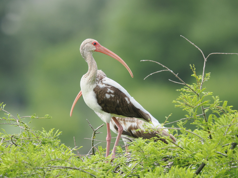 Looking for a profile that stands out? The white ibis knows a thing or two about making an entrance—just look at that beak and those feathered vibes! Looking for a profile that stands out? The white ibis knows a thing or two about making an entrance—just look at that beak and those feathered vibes!