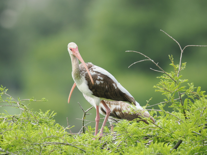 This white ibis heard you were looking for style tips—long legs, bold beak, and a fresh green backdrop. Nature’s runway never looked so good! This white ibis heard you were looking for style tips—long legs, bold beak, and a fresh green backdrop. Nature’s runway never looked so good!