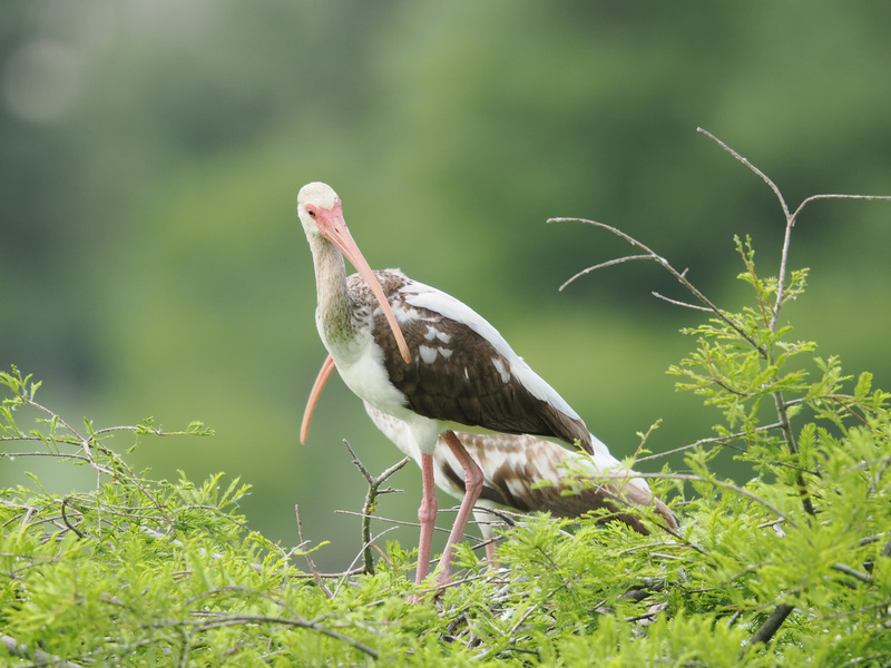 Did someone say “model status”? This white ibis is strutting the runway—nature’s version of high fashion, foliage edition. Did someone say “model status”? This white ibis is strutting the runway—nature’s version of high fashion, foliage edition.