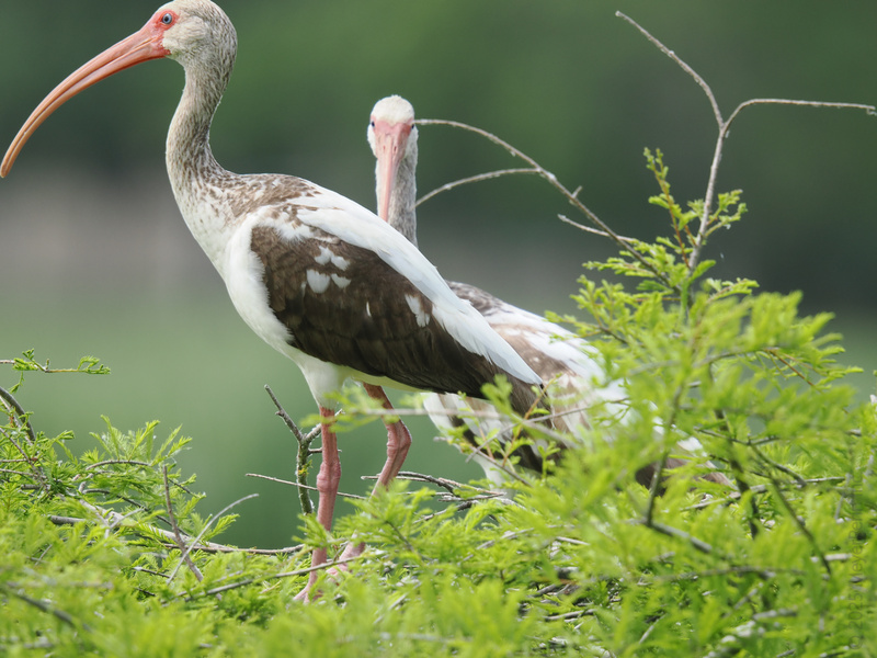 Ready for your close-up? These white ibises sure are! Looking sharp, standing tall, and totally nailing the natural runway in their spring collection. Ready for your close-up? These white ibises sure are! Looking sharp, standing tall, and totally nailing the natural runway in their spring collection.