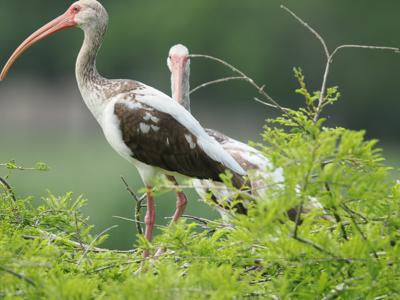 Who said white ibises can’t turn heads? These long-legged beauties are always dressed to impress and perched on the latest greenery. Nature’s runway, anyone? Who said white ibises can’t turn heads? These long-legged beauties are always dressed to impress and perched on the latest greenery. Nature’s runway, anyone?