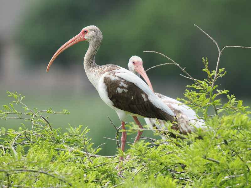 Who else is feeling extra ibis today? These white ibises know how to turn a leafy runway into a fashion statement—long legs, bold beaks, and plenty of attitude. Who else is feeling extra ibis today? These white ibises know how to turn a leafy runway into a fashion statement—long legs, bold beaks, and plenty of attitude.
