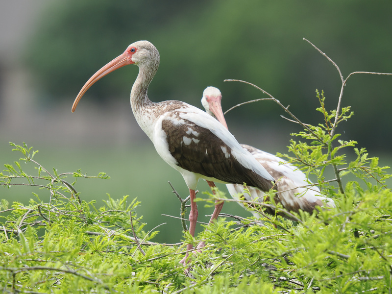 Who says you can't mix business with pleasure? The white ibis rocks a boardroom beak and a party plumage, showing us how to work hard and perch harder. Who says you can't mix business with pleasure? The white ibis rocks a boardroom beak and a party plumage, showing us how to work hard and perch harder.