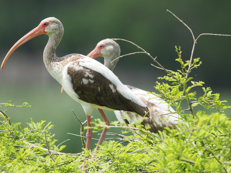 Caught you birdwatching! These white ibises sure know how to strike a pose—proving that nature is always runway ready. Caught you birdwatching! These white ibises sure know how to strike a pose—proving that nature is always runway ready.
