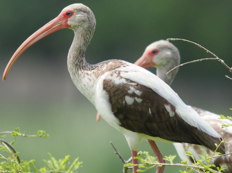 When your profile’s sharp and your vibes are on point—just ask the white ibis how to stand out in any crowd. These birds make “long face” look chic! When your profile’s sharp and your vibes are on point—just ask the white ibis how to stand out in any crowd. These birds make “long face” look chic!