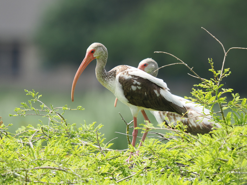 Ready for a peek in the wild? The white ibis brings both style and serious beak game to the party—nature’s best-dressed forager, coming in beak first! Ready for a peek in the wild? The white ibis brings both style and serious beak game to the party—nature’s best-dressed forager, coming in beak first!
