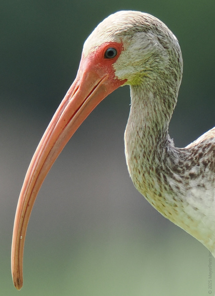 Be honest—when was the last time your selfie had this much profile? The White Ibis is serving looks sharper than its beak. Be honest—when was the last time your selfie had this much profile? The White Ibis is serving looks sharper than its beak.