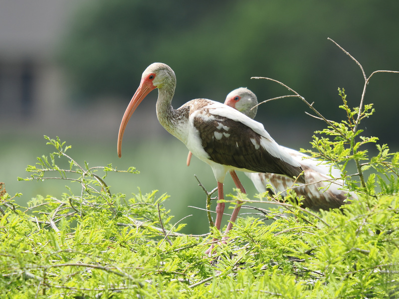 Ready for a glow-up? These white ibises show us how to rock a long beak and confidence—nature’s runway is always open! Ready for a glow-up? These white ibises show us how to rock a long beak and confidence—nature’s runway is always open!