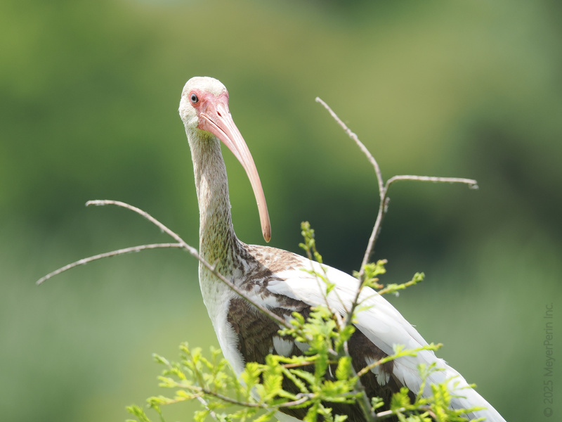 Who needs a selfie stick when you have a bill like this? The white ibis clearly understood the assignment—serving looks in the wildest way. Who needs a selfie stick when you have a bill like this? The white ibis clearly understood the assignment—serving looks in the wildest way.
