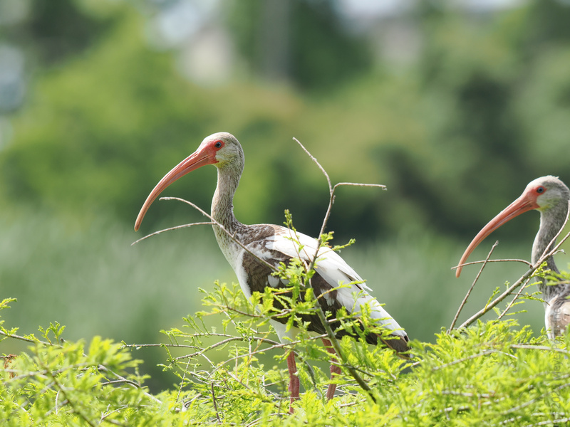 Ever seen a white ibis rock a long bill with this much confidence? These birds prove that the best looks are always found in the wild. Ever seen a white ibis rock a long bill with this much confidence? These birds prove that the best looks are always found in the wild.