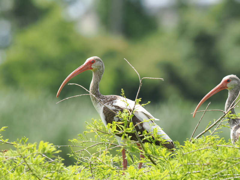Did someone order extra style with their feathers? These White Ibises rock bold beaks and breezy vibes, showing us how to truly stand out from the flock. Did someone order extra style with their feathers? These White Ibises rock bold beaks and breezy vibes, showing us how to truly stand out from the flock.