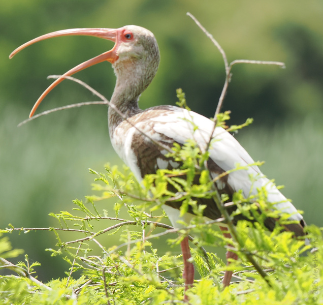 Bet you’ve never seen a White Ibis do karaoke! When nature drops the mic (or worm), you know it’s a good day to sing your heart out. Bet you’ve never seen a White Ibis do karaoke! When nature drops the mic (or worm), you know it’s a good day to sing your heart out.