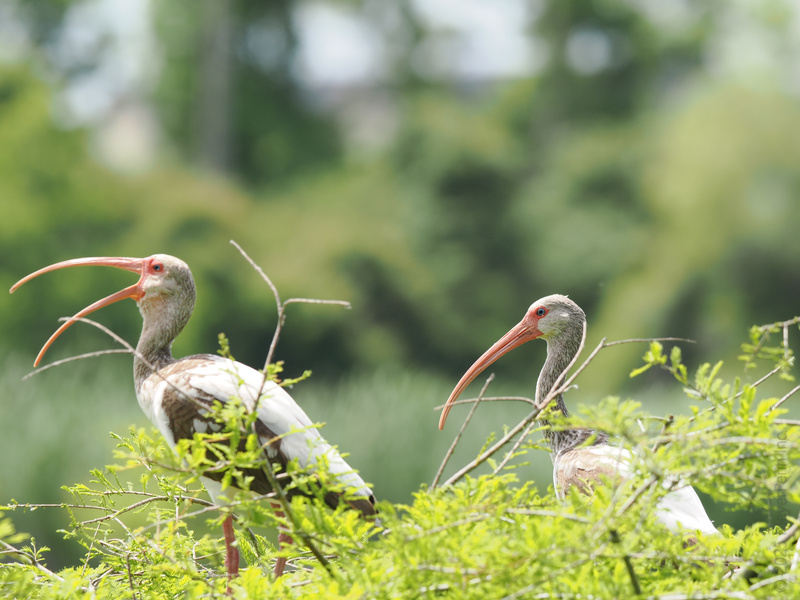 Caught mid-gossip: these White Ibises know all the best secrets of the swamp. Nature’s drama club meets here daily—should we listen in or just admire the view? Caught mid-gossip: these White Ibises know all the best secrets of the swamp. Nature’s drama club meets here daily—should we listen in or just admire the view?