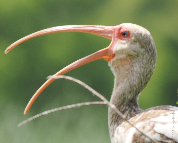When life throws you a curve, just ask the white ibis—sometimes it’s all about bending your beak and going with the flow! When life throws you a curve, just ask the white ibis—sometimes it’s all about bending your beak and going with the flow!