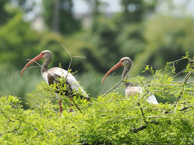 Ready for a little birdwatching drama? These white ibises are serving looks and long beaks, proving nature’s runway is always in season. Ready for a little birdwatching drama? These white ibises are serving looks and long beaks, proving nature’s runway is always in season.