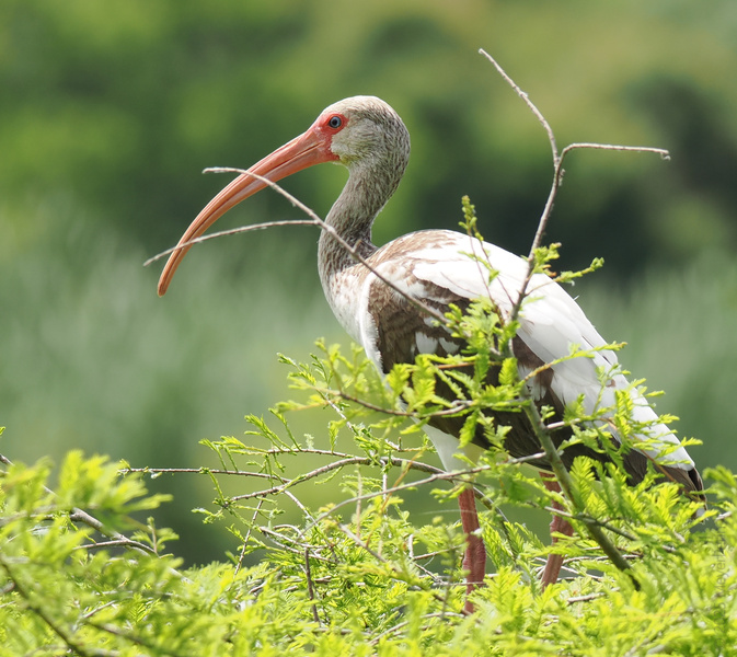 Who’s feeling fabulous in the foliage? This white ibis turns every stroll into a runway walk—showing off those legs and that profile like a true wetland icon. Who’s feeling fabulous in the foliage? This white ibis turns every stroll into a runway walk—showing off those legs and that profile like a true wetland icon.