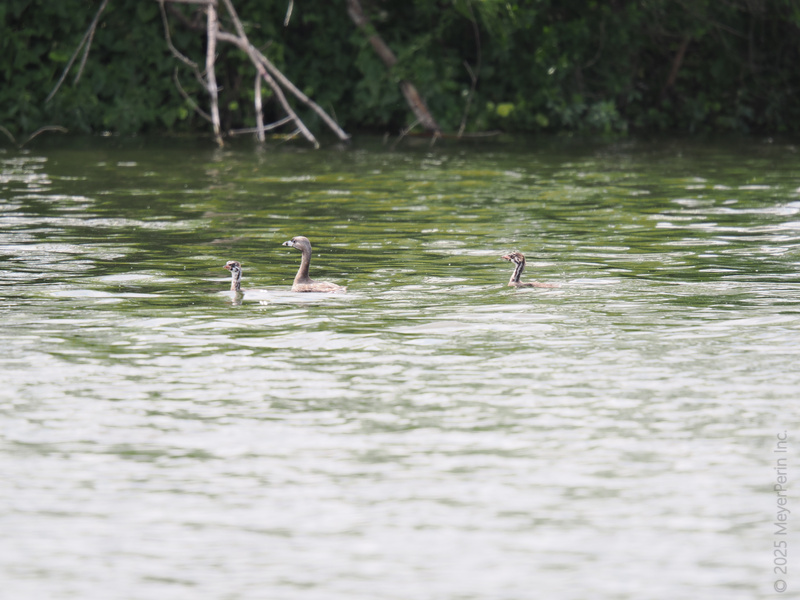 Ready, set, paddle! These young grebes are mastering the art of swimming—because even the coolest birds start as beginners. Ready, set, paddle! These young grebes are mastering the art of swimming—because even the coolest birds start as beginners.