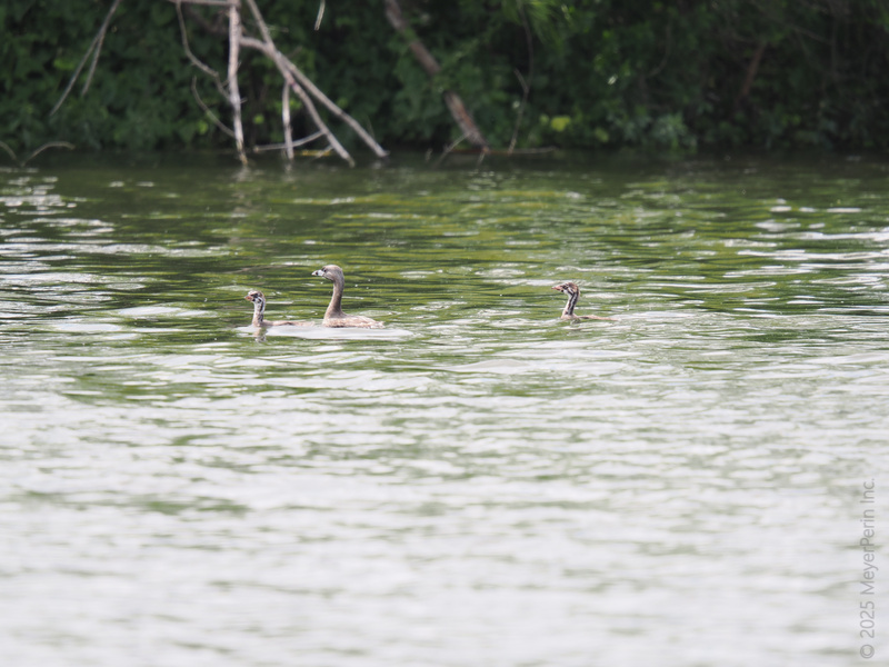 When life gets choppy, follow the grebe—smooth moves, cool crew, always floating above the drama.