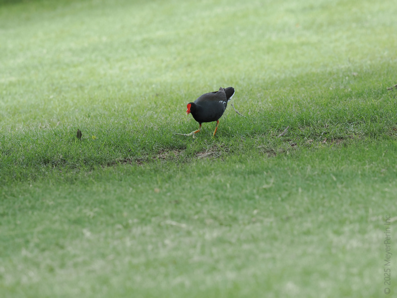 Strutting onto the scene: this moorhen proves bold style starts with a red cap and a confident walk. Who else is working the grass runway today? Strutting onto the scene: this moorhen proves bold style starts with a red cap and a confident walk. Who else is working the grass runway today?
