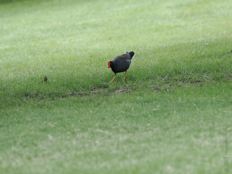 Spotted: one fashion-forward moorhen strutting its stuff across the green. Who knew birdwatching could look this chic? Spotted: one fashion-forward moorhen strutting its stuff across the green. Who knew birdwatching could look this chic?