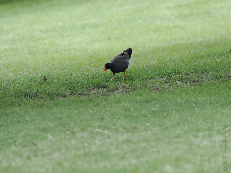 Spotted: a moorhen owning the runway—and by runway, we mean your local lawn. Sometimes, bold fashion is all about the beak! Spotted: a moorhen owning the runway—and by runway, we mean your local lawn. Sometimes, bold fashion is all about the beak!