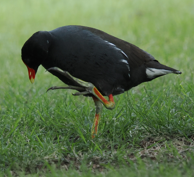 Spotted: a common moorhen perfecting its one-legged stand. Who needs yoga when you’ve got balance skills like this? Grass never looked so interesting! Spotted: a common moorhen perfecting its one-legged stand. Who needs yoga when you’ve got balance skills like this? Grass never looked so interesting!