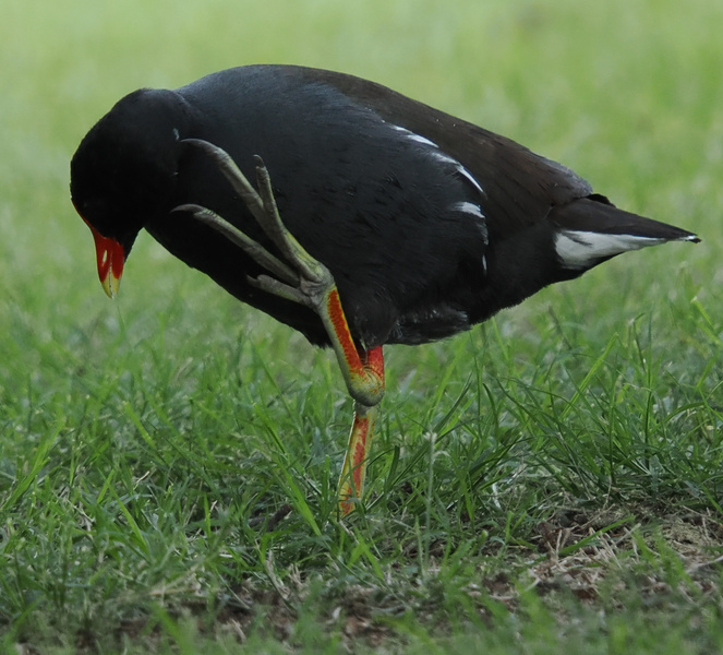 Ever seen a Common Moorhen pull off the perfect yoga pose? Flexibility is the secret to a balanced life—and maybe finding tasty snacks in the grass! Ever seen a Common Moorhen pull off the perfect yoga pose? Flexibility is the secret to a balanced life—and maybe finding tasty snacks in the grass!