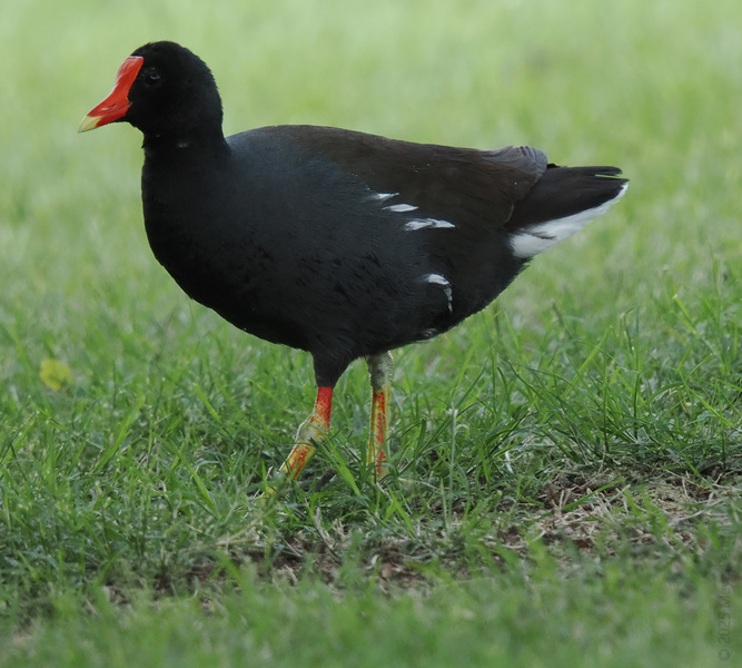 Who struts with style and a splash of orange? Meet the moorhen—turning every patch of grass into its personal runway. Who struts with style and a splash of orange? Meet the moorhen—turning every patch of grass into its personal runway.