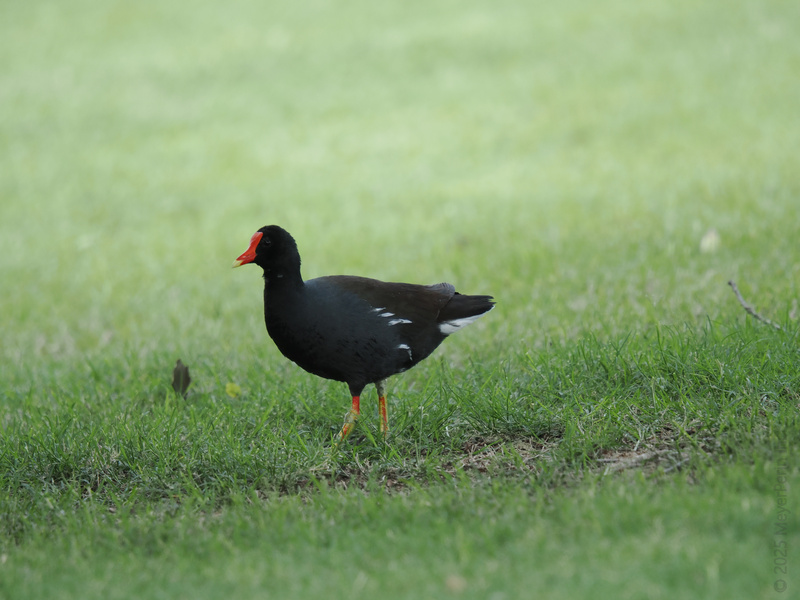 Who gave the Common Moorhen permission to look this stylish? Strutting through the grass like it’s a VIP runway, feathers and confidence on full display. Who gave the Common Moorhen permission to look this stylish? Strutting through the grass like it’s a VIP runway, feathers and confidence on full display.