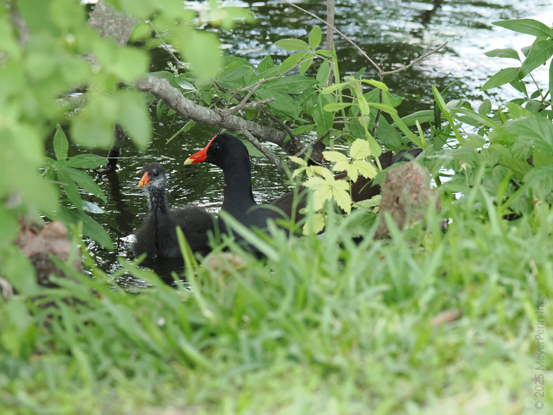 Peek-a-boo! These moorhens know the secret to a shady afternoon—just add water, leaves, and a dash of red-beaked style. Family outings never looked so chill. Peek-a-boo! These moorhens know the secret to a shady afternoon—just add water, leaves, and a dash of red-beaked style. Family outings never looked so chill.