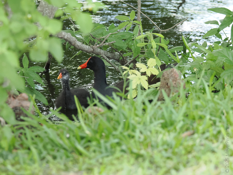 Spotted: a Common Gallinule parent showing junior how to rule the pond—because becoming royalty starts with a stylish red beak and serious swimming skills. Spotted: a Common Gallinule parent showing junior how to rule the pond—because becoming royalty starts with a stylish red beak and serious swimming skills.