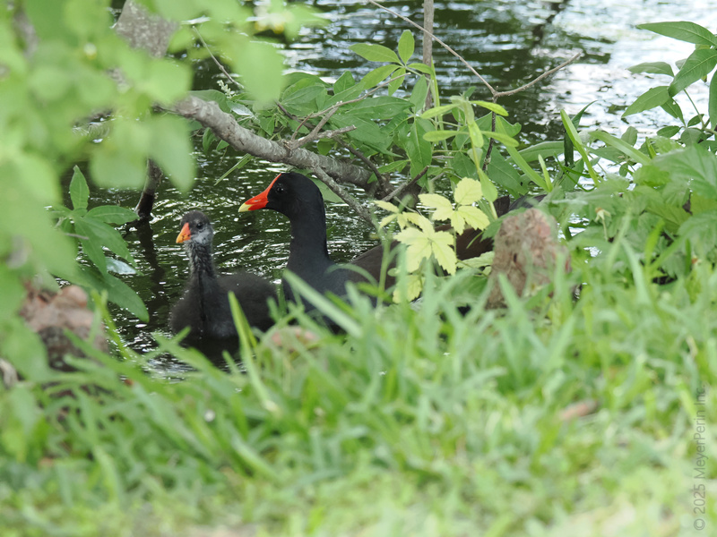 Caught in a leafy game of hide-and-seek! These moorhens know that the best family outings always include a little splash and a lot of green.