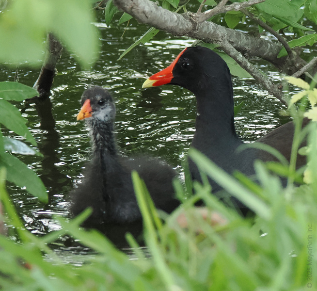 Ready for a crash course in parenting? The Common Gallinule and chick are masters at keeping their cool—even when every day is a swim lesson.