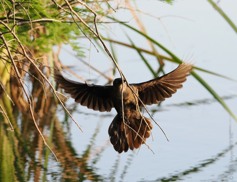 Ever tried building a home while flying? This blackbird makes multitasking look like a breeze—literally. Master builder with wings on point! Ever tried building a home while flying? This blackbird makes multitasking look like a breeze—literally. Master builder with wings on point!