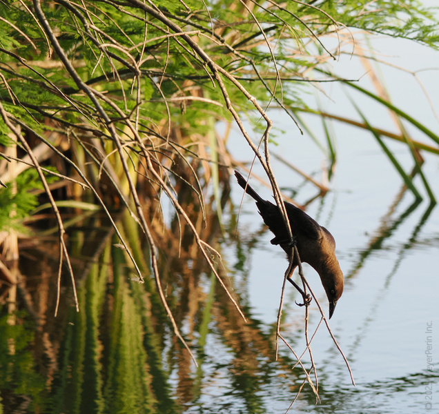 When life gives you twigs, the blackbird makes a move! Sometimes, all it takes is a little balance to find your next great adventure. When life gives you twigs, the blackbird makes a move! Sometimes, all it takes is a little balance to find your next great adventure.