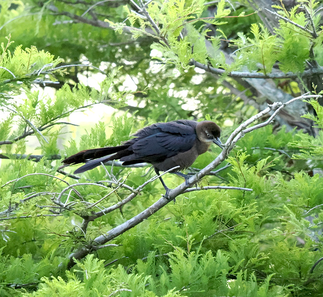 Caught mid-scheme, this clever grackle is scouting the branches for its next shiny treasure. Nature’s little mastermind hard at work! Caught mid-scheme, this clever grackle is scouting the branches for its next shiny treasure. Nature’s little mastermind hard at work!