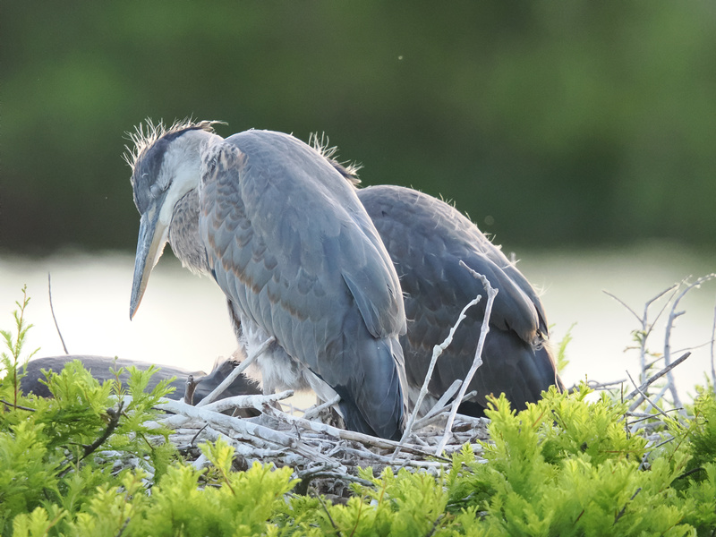 Bad feather day? Even great blue herons have those mornings—just proof that you don’t need perfect hair to rule the nest. Bad feather day? Even great blue herons have those mornings—just proof that you don’t need perfect hair to rule the nest.
