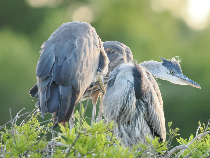 Caught you staring! These herons prove that family gatherings are really just about good hair days and awkward head angles. Caught you staring! These herons prove that family gatherings are really just about good hair days and awkward head angles.