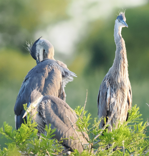 Ever seen a heron rocking bedhead like it's a runway look? These great blue herons know how to ruffle some feathers and still turn heads at sunrise. Ever seen a heron rocking bedhead like it's a runway look? These great blue herons know how to ruffle some feathers and still turn heads at sunrise.