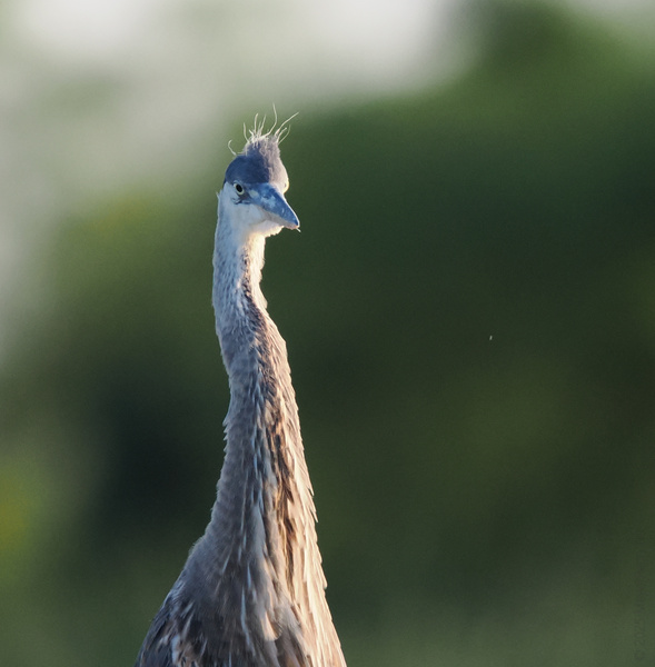 Bad feather day? This Great Blue Heron proves you don’t need perfect hair to strike a pose—confidence is always in style. Bad feather day? This Great Blue Heron proves you don’t need perfect hair to strike a pose—confidence is always in style.