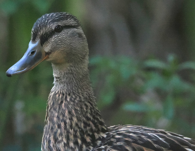 Looking for style inspo? This mallard duck serves looks and feathers. Proof that a little confidence is always in season! Looking for style inspo? This mallard duck serves looks and feathers. Proof that a little confidence is always in season!