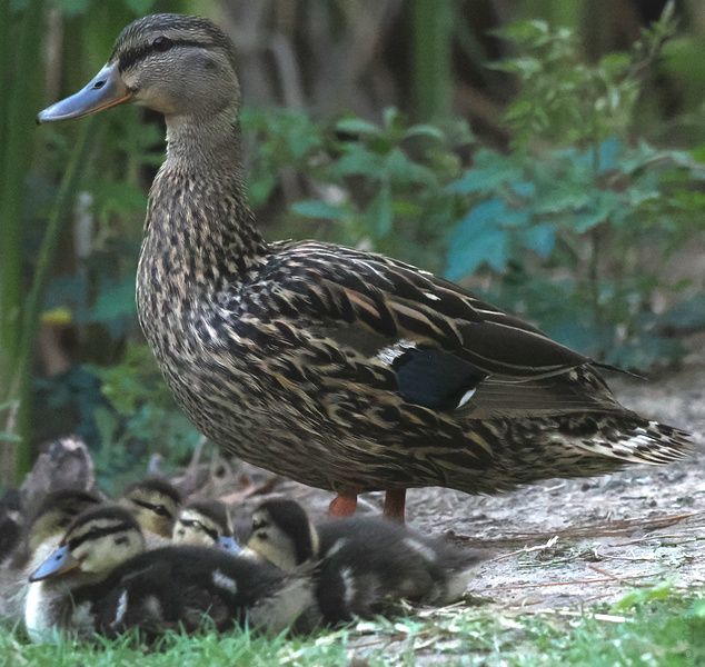 When the mallard mom says it's time to move, you waddle! Family outings are always better when everyone's duckling behind. When the mallard mom says it's time to move, you waddle! Family outings are always better when everyone's duckling behind.