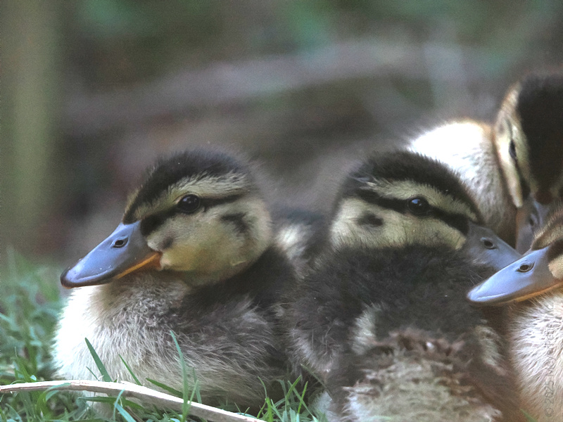 Warning: Maximum fluff detected. These ducklings are here to prove that sometimes, the best kind of squad goals are covered in feathers. Warning: Maximum fluff detected. These ducklings are here to prove that sometimes, the best kind of squad goals are covered in feathers.