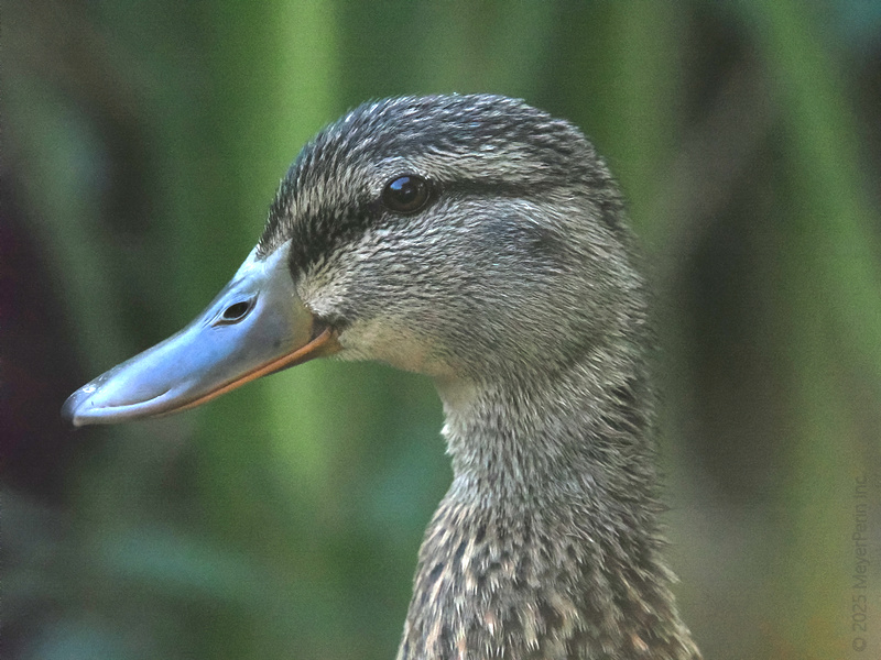 Ready for a close-up? This duck is serving major feathered model energy. Who knew pond life could look this fabulous? Ready for a close-up? This duck is serving major feathered model energy. Who knew pond life could look this fabulous?